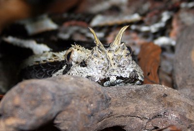  Bitis nasicornis x gabonica