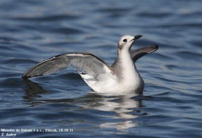 Mouette de Sabine, Xema sabini