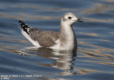 Mouette de Sabine, Xema sabini