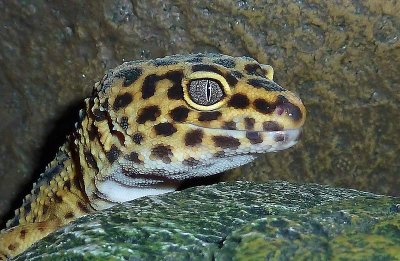 Gecko lopard, Eublepharis macularius