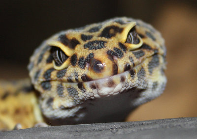 Gecko lopard, Eublepharis macularius