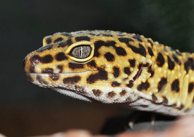 Gecko lopard, Eublepharis macularius