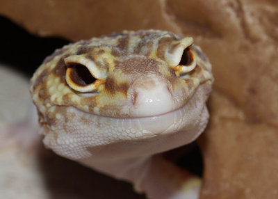 Gecko lopard, Eublepharis macularius