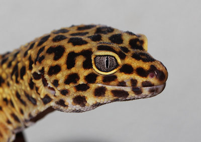 Gecko léopard, Eublepharis macularius