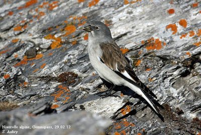 Niverolle alpine, Montifringilla nivalis