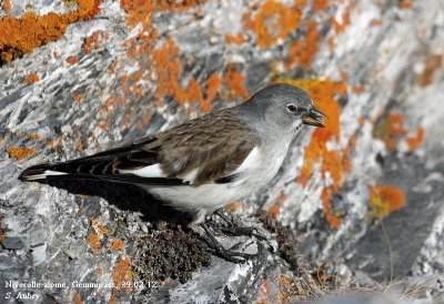 Niverolle alpine, Montifringilla nivalis