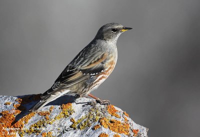 Accenteur alpin, Prunella collaris