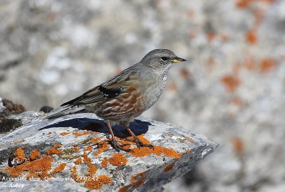 Accenteur alpin, Prunella collaris