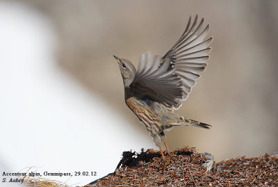 Accenteur alpin, Prunella collaris