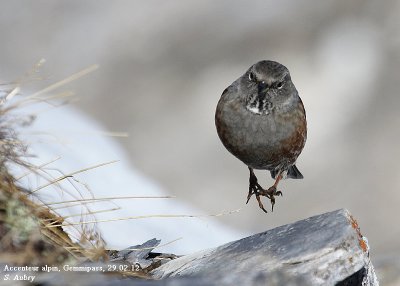 Accenteur alpin, Prunella collaris