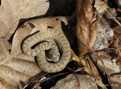 Vipre aspic, Vipera aspis aspis