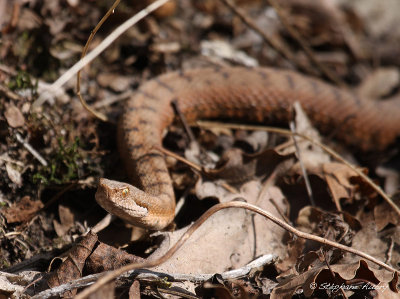Vipère aspic, Vipera aspis aspis
