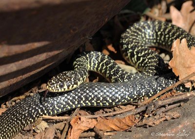 Couleuvre verte et jaune, Hierophis viridiflavus