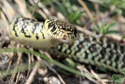 Couleuvre verte et jaune, Hierophis viridiflavus