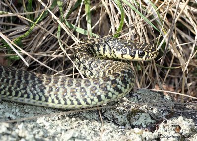 Couleuvre verte et jaune, Hierophis viridiflavus