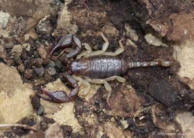 Euscorpius flavicaudis