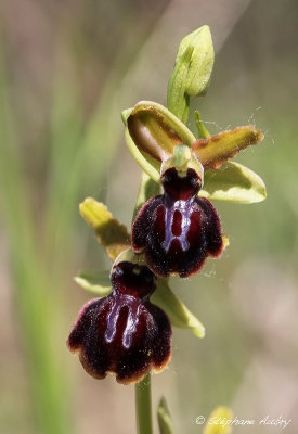 Ophrys passionis