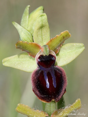 Ophrys passionis