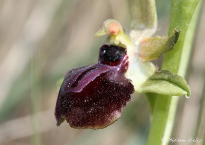 Ophrys passionis