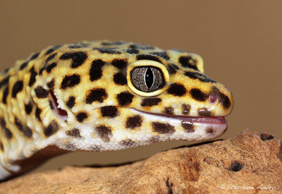 Gecko lopard, Eublepharis macularius