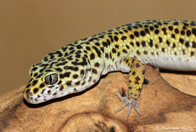 Gecko lopard, Eublepharis macularius