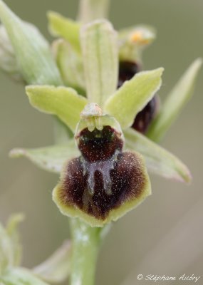 Ophrys araneola