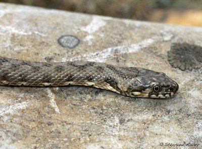 Couleuvre viprine, Natrix maura