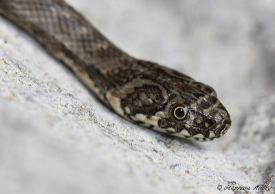 Couleuvre viprine, Natrix maura