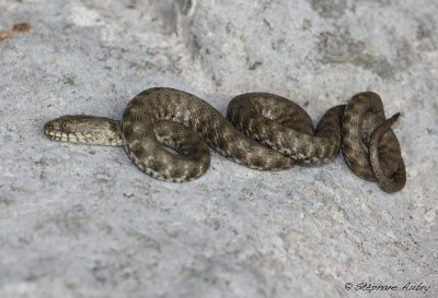 Couleuvre tesselle, Natrix tessellata tessellata