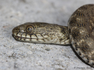 Couleuvre tesselle, Natrix tessellata tessellata