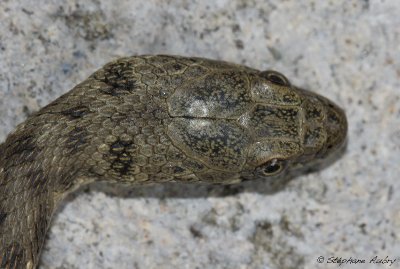 Couleuvre tesselle, Natrix tessellata tessellata