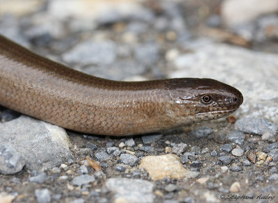 Orvet, Anguis fragilis fragilis