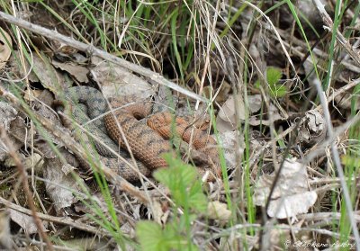 Vipre aspic, Vipera aspis aspis