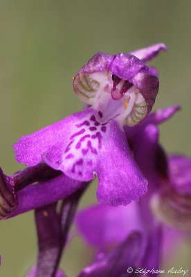 Anacamptis morio