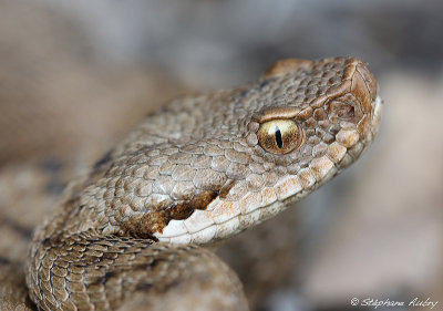 Vipera aspis, 27.04.12