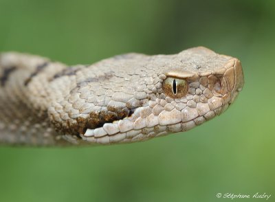 Vipera aspis, 30.04.12 (1)