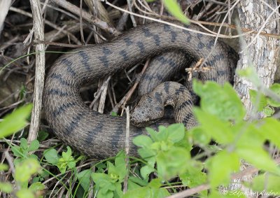 Vipre aspic, Vipera aspis aspis