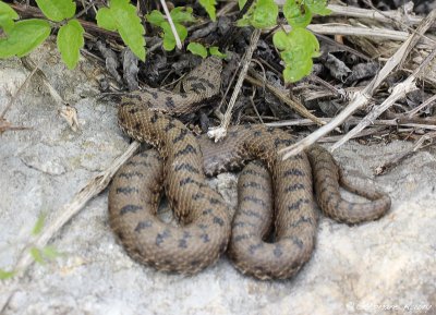 Vipre aspic, Vipera aspis aspis