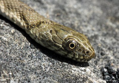 Couleuvre tesselle, Natrix tessellata tessellata