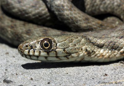 Couleuvre tesselle, Natrix tessellata tessellata