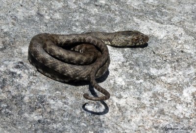 Couleuvre tesselle, Natrix tessellata tessellata