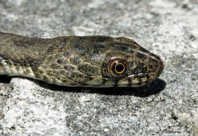 Couleuvre tesselle, Natrix tessellata tessellata