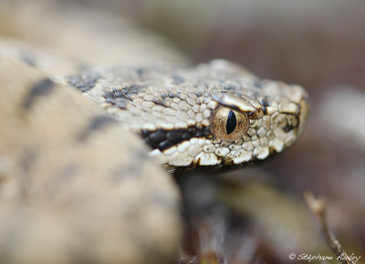 Vipère aspic, Vipera aspis aspis