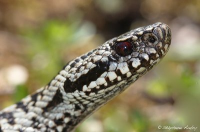 Vipre pliade, Vipera berus berus