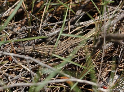 Psammodrome d'Edwards, Psammodromus hispanicus edwardsianus