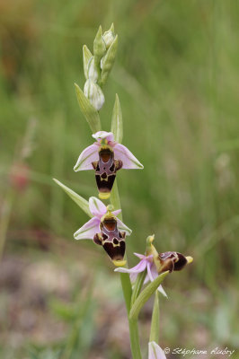 Ophrys scolopax