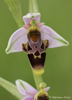 Ophrys scolopax