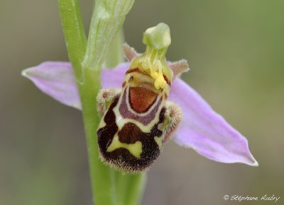 Ophrys apifera