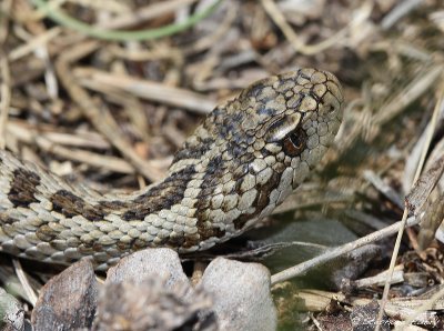 Vipre d'Orsini, Vipera ursinii ursinii