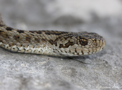 Vipre d'Orsini, Vipera ursinii ursinii